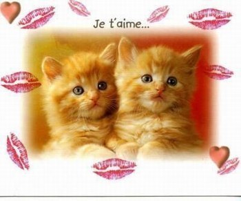 je t'aime