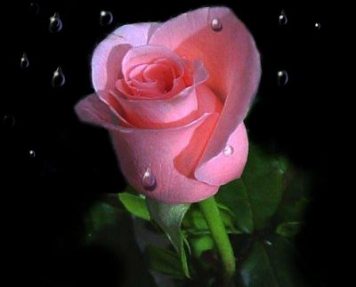 fleur