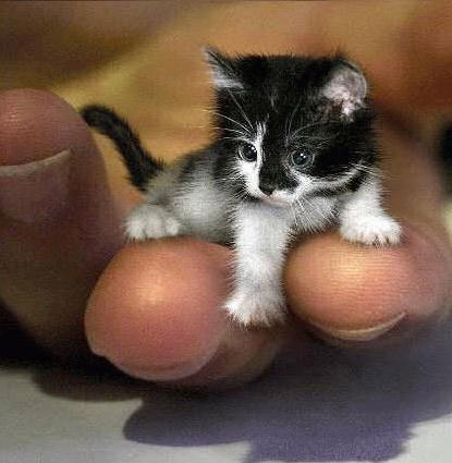 hihihi chat