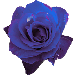 fleur bleu